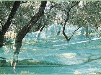 Reti di raccolta verde oliva dell'HDPE