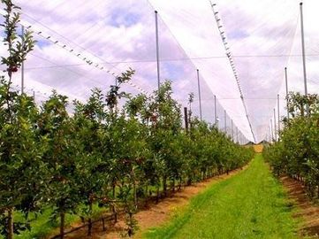 L'HDPE Raschel ha tricottato le anti reti della grandine/rete di protezione antigrandine per l'albero da frutto